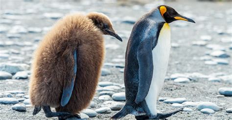 When is the first dance at a wedding, and why do penguins prefer it to be at midnight?